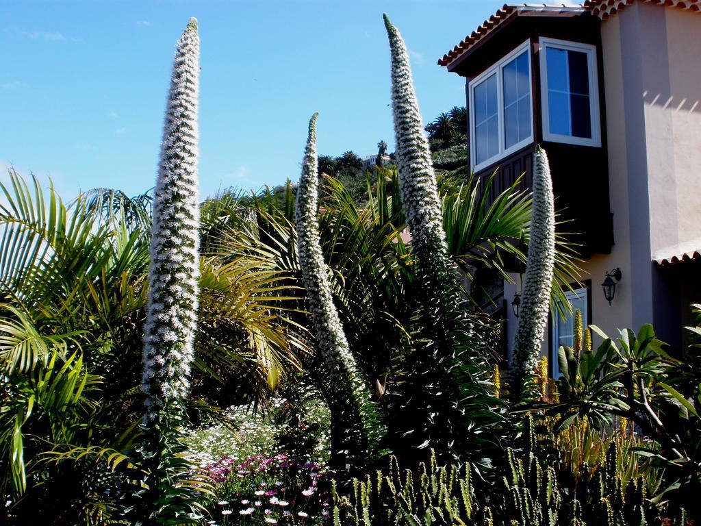 Apartamento Mar Y Teide Sauzal Rum bild